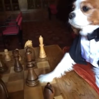 Perros jugando ajedrez en un video divertido
