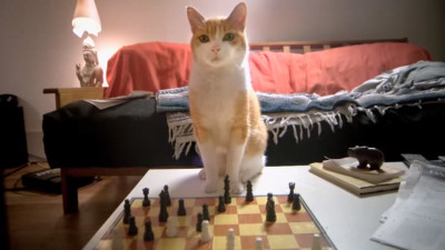 Gato jugando ajedrez en una publicidad creativa